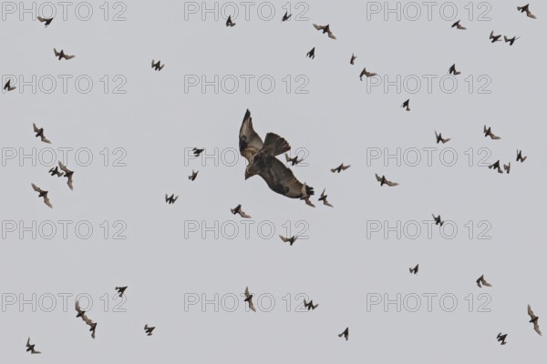 Wrinkle-lipped Bulldog Bat (Chaerephon plicatus), Wrinkle-lipped Free-tailed Bat, large flock flying in the sky at dusk together with Taiga Buzzard (Buteo japonicus) after swarming out of the daytime roost in rock caves, Khao Yai National Park, Thailand