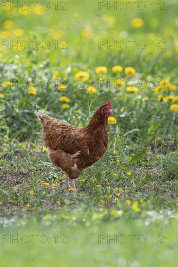 Domestic hen (Gallus gallus domesticus), brown hen in free range runs on farm through yellow flowering meadow with dandelion (Taraxacum officinale) in the sun, Baden-Württemberg, Germany
