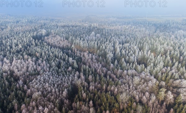 Winter forest aerial view of a mixed forest with spruces, pines, birches and beech trees covered with hoarfrost in winter sun, drone photography, Baden-Württemberg, Germany