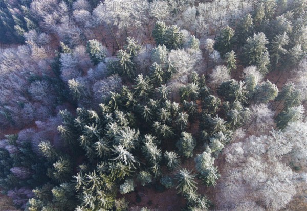 Winter forest aerial view of a mixed forest with spruces and beeches colored white from frost covered with hoarfrost in the winter sun, drone photography, Baden-Württemberg, Germany