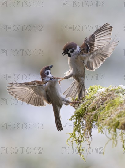 Tree sparrow (Passer montanus), two fighting adult birds with outstretched wings and extended claws flying in the air over a moss-covered area, Baden-Württemberg, Germany