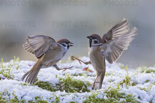 Tree sparrow (Passer montanus), two fighting adult birds with outstretched wings and extended claws flying in the air over snow-covered moss, Baden-Württemberg, Germany