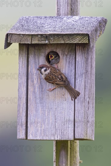 Tree sparrow (Passer montanus), adult bird sitting at entrance hole of bird nesting box with food in beak, begging and calling young bird with open beak looking out of entrance of birdhouse, Hesse, Germany