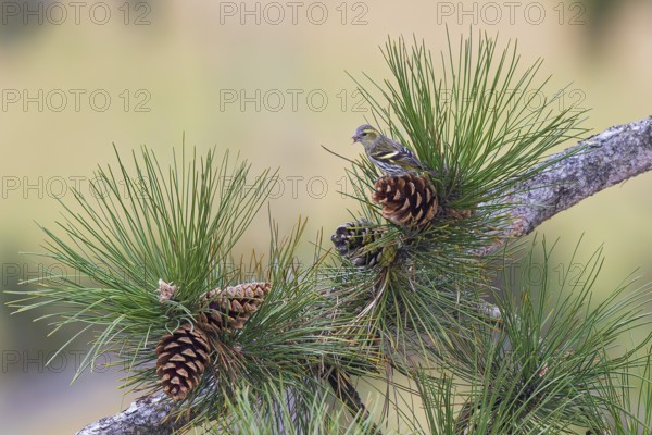 Siskin (Spinus spinus), adult bird sitting on a large pine cone between pine needles and eating seeds from the cone, Bavaria, Germany