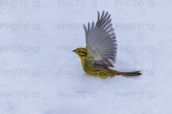 Yellowhammer (Emberiza citrinella), yellow male with outspread wings taking off from white snow in winter, Baden-Württemberg, Germany