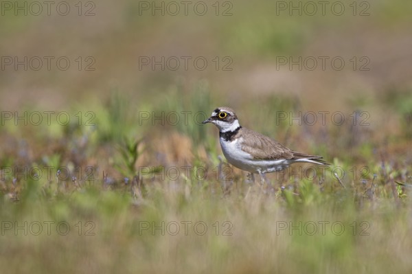Little Ringed Plover (Charadrius dubius), adult bird standing in short green and flowering vegetation in the sun, Baden-Württemberg, Germany