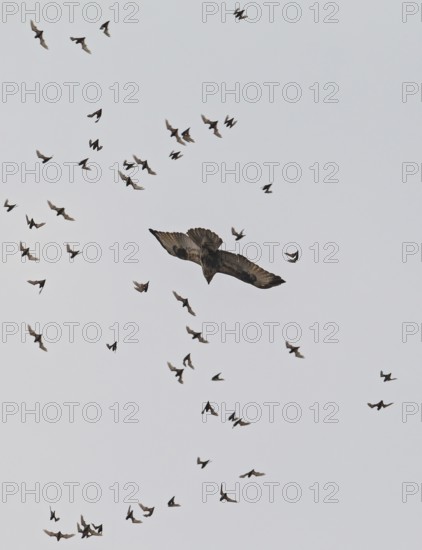 Wrinkle-lipped Bulldog Bat (Chaerephon plicatus), Wrinkle-lipped Free-tailed Bat, large flock flying in the sky at dusk together with Taiga Buzzard (Buteo japonicus) after swarming out of the daytime roost in rock caves, Khao Yai National Park, Thailand