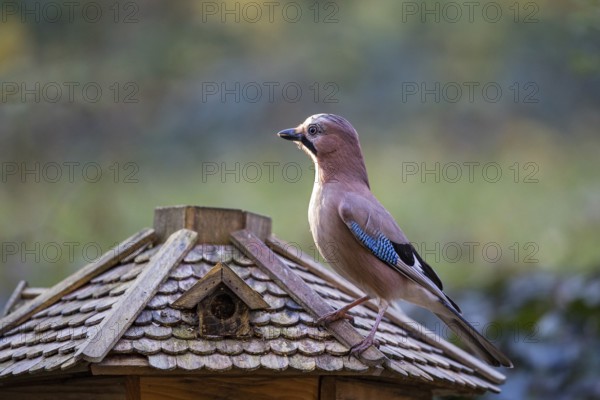 Eurasian jay (Garrulus glandarius), adult bird sitting on the roof of a bird feeder in the sun, Bavaria, Germany