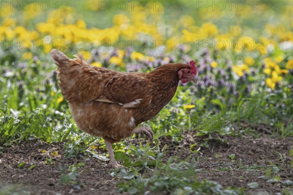 Domestic hen (Gallus gallus domesticus), brown hen in free range runs on farm through yellow flowering meadow with dandelion (Taraxacum officinale) in the sun, Baden-Württemberg, Germany