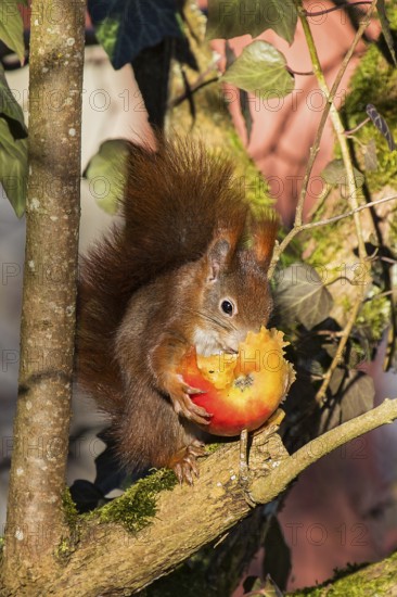 Squirrel (Sciurus vulgaris) sitting cutely in the sun on a branch in a tree, holding an apple in its paws and eating, Berlin, Germany
