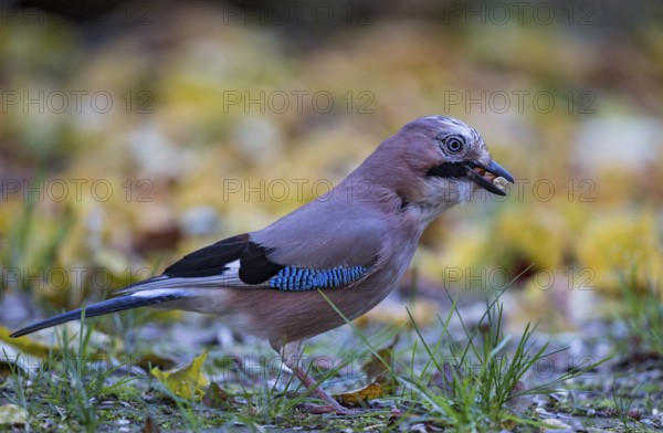 Eurasian jay (Garrulus glandarius), close-up, adult bird with nuts in its beak foraging in colourful autumn leaves, Bavaria, Germany