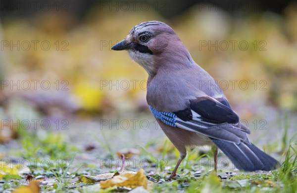 Eurasian jay (Garrulus glandarius), close-up, adult bird foraging in colourful autumn leaves in the sun, Bavaria, Germany
