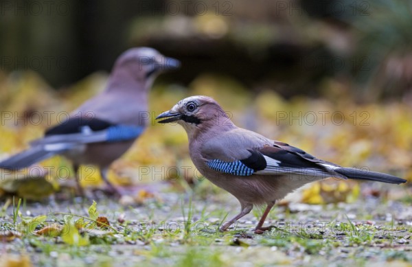 Eurasian jay (Garrulus glandarius), close-up, pair with two adult birds foraging in colourful autumn leaves, Bavaria, Germany