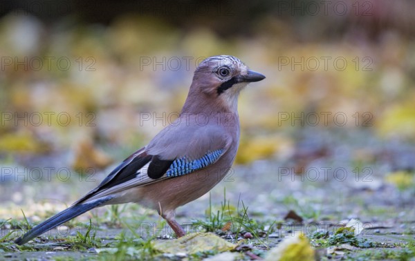 Eurasian jay (Garrulus glandarius), close-up, adult bird foraging in colourful autumn leaves, Bavaria, Germany