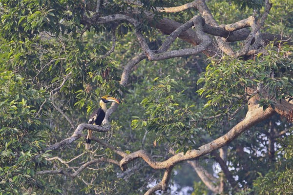 Double hornbill (Buceros bicornis), adult bird sitting alone on a branch in a treetop of a huge deciduous tree in the rainforest, Khao Yai National Park, Thailand