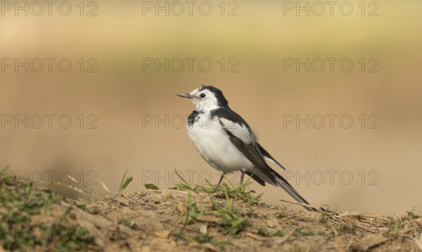 A white wagtail (Motacilla alba) stands on the ground against a blurred background, Sreepur, Gazipur, Bangladesh