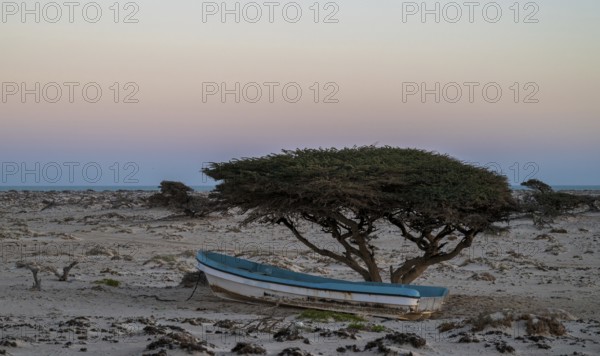 Fishing boat standing under tree, sunset on the coast near Khahil, Oman