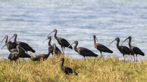 Sickle-eye (Plegadis falcinellus), lagoon near Salalah, Oman