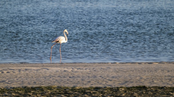 Flamingo (Phoenicopteridae) foraging, Oman