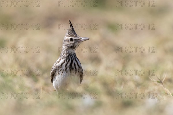Crested Lark (Galerida cristata), lagoon near Salalah, Oman