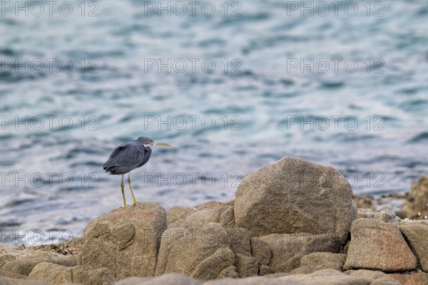 Great Egret (Egretta gularis) sitting on rocks, Oman