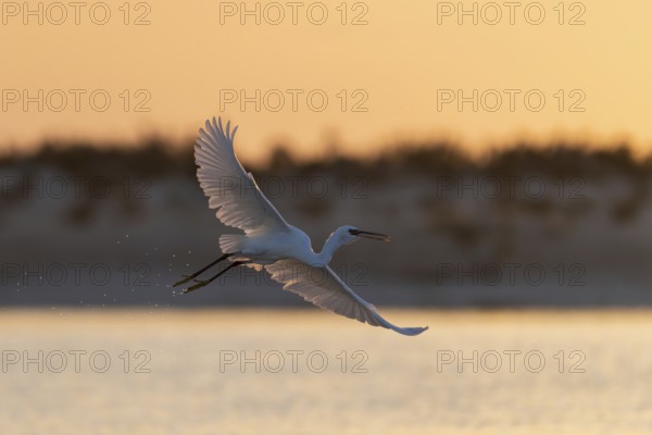 Great White Egret (Ardea alba) at sunrise, flying, Oman