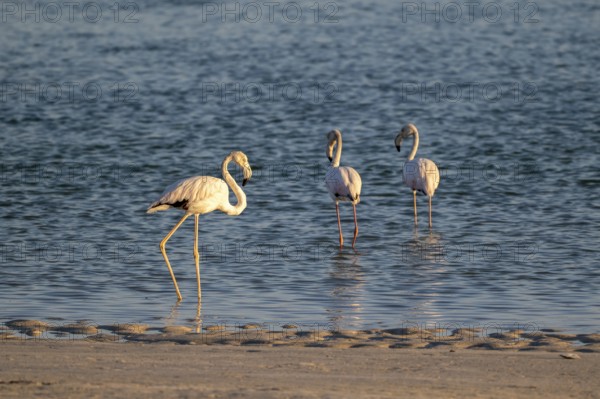 Flamingos (Phoenicopteridae) foraging for food, Oman