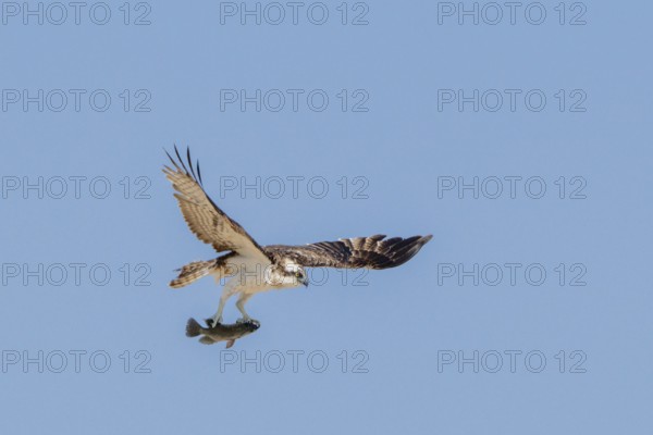 Osprey (Pandion haliaetus) with fish in its talons, lagoon near Salalah, Oman