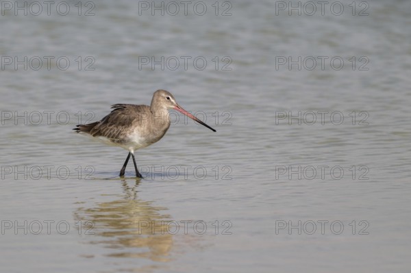 Black-tailed godwit (Limosa limosa), lagoon near Salalah, Oman