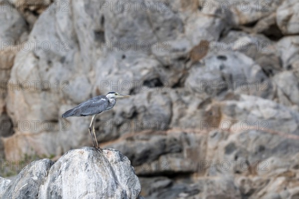 Grey heron (Ardea cinerea) sitting on rocks, Oman