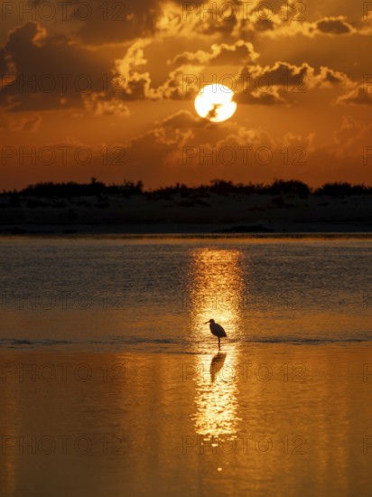Great White Egret (Ardea alba) foraging in the water, Oman