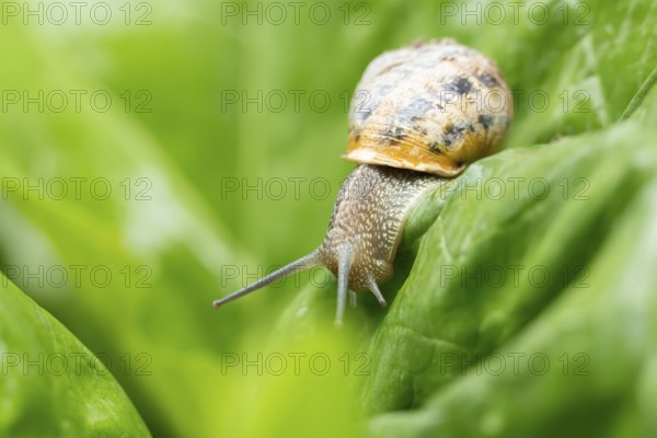 Garden snail (Cornu aspersum) adult gastropod molluscs on a garden vegetable plant leaf in summer, England, United Kingdom