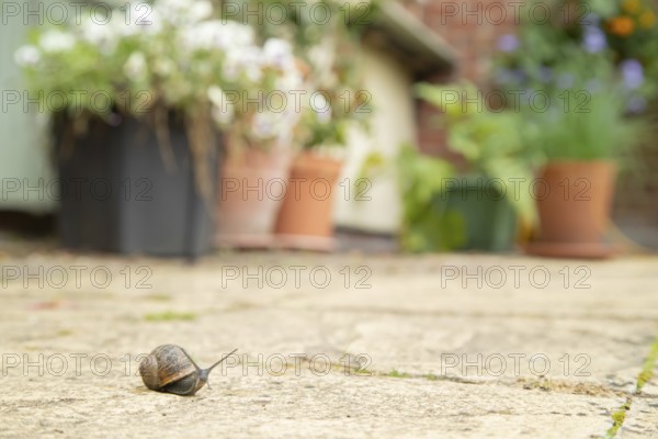 Garden snail (Cornu aspersum) adult gastropod molluscs on a garden patio in summer, England, United Kingdom