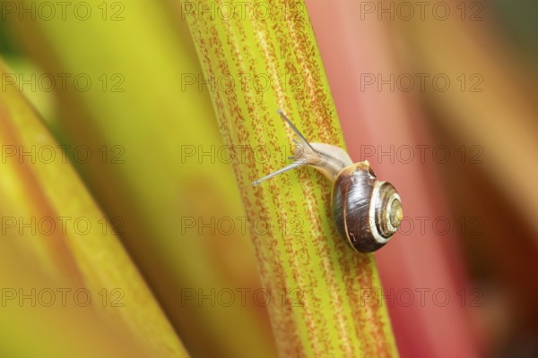 Striped snail (Cernuella virgata) adult gastropod molluscs on a garden rhubarb vegetable plant stem in summer, England, United Kingdom