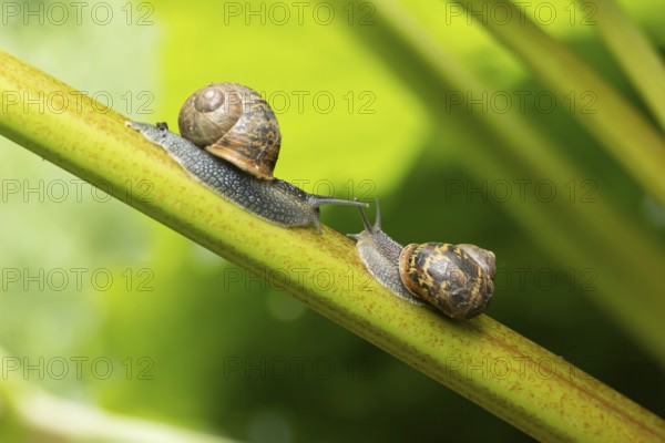 Garden snail (Cornu aspersum) two adult gastropod molluscs on a garden rhubarb vegetable plant stem in summer, England, United Kingdom