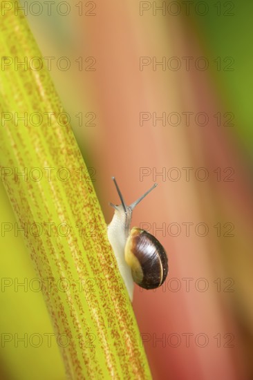 Striped snail (Cernuella virgata) adult gastropod molluscs on a garden rhubarb vegetable plant plant stem in summer, England, United Kingdom