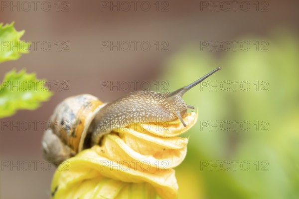 Garden snail (Cornu aspersum) adult gastropod molluscs on a garden courgette or zucchini vegetable plant flower in summer, England, United Kingdom