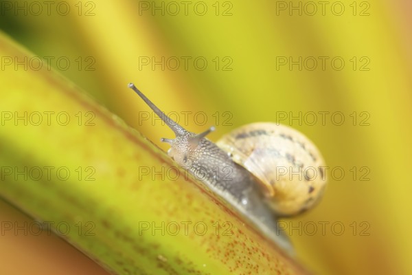 Garden snail (Cornu aspersum) adult gastropod molluscs on a garden rhubarb vegetable plant stem in summer, England, United Kingdom