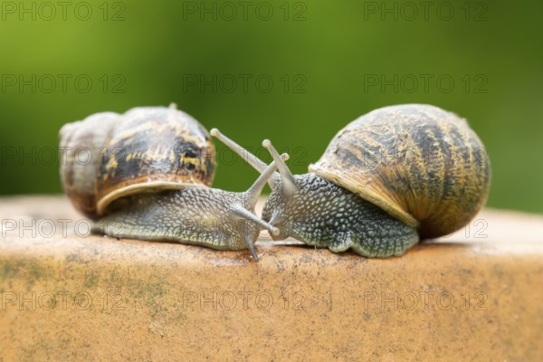 Garden snail (Cornu aspersum) two adult gastropod molluscs on a garden plant pot in summer, England, United Kingdom