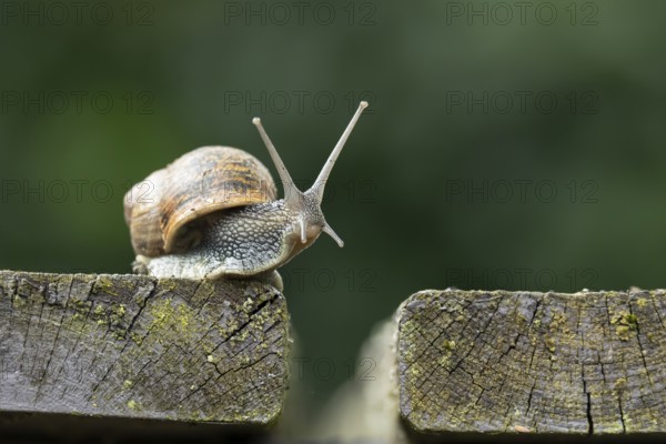 Garden snail (Cornu aspersum) adult gastropod molluscs on a garden wooden decking in summer, England, United Kingdom