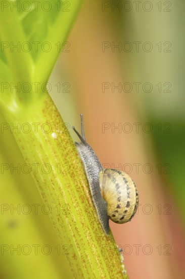 Garden snail (Cornu aspersum) adult gastropod molluscs on a garden rhubarb vegetable plant stem in summer, England, United Kingdom