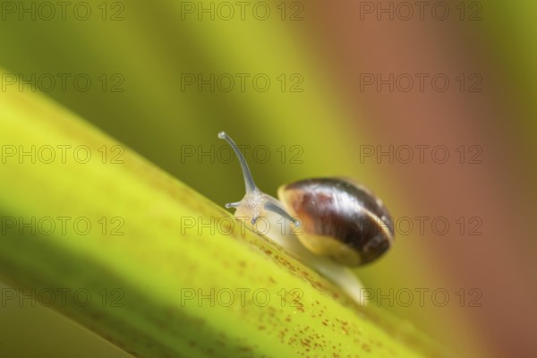 Striped snail (Cernuella virgata) adult gastropod molluscs on a garden rhubarb vegetable plant plant stem in summer, England, United Kingdom