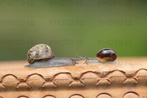 Garden snail (Cornu aspersum) and Striped snail (Cernuella virgata) two adult gastropod molluscs on a garden plant pot in summer, England, United Kingdom