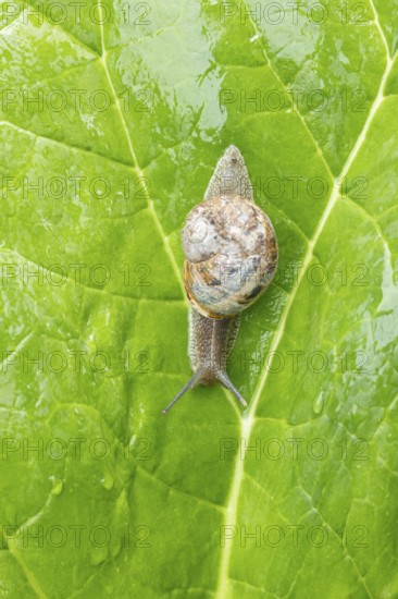 Garden snail (Cornu aspersum) adult gastropod molluscs on a garden vegetable plant leaf in summer, England, United Kingdom
