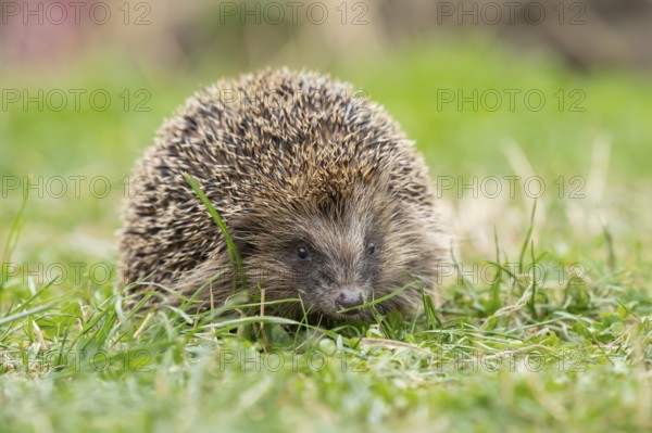 European hedgehog (Erinaceus europaeus) adult animal on a garden grass lawn in summer, England, United Kingdom