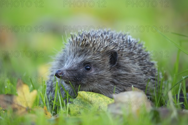 European hedgehog (Erinaceus europaeus) adult animal on fallen autumn leaves in a garden, England, United Kingdom