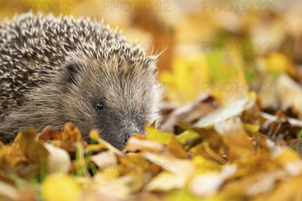 European hedgehog (Erinaceus europaeus) adult animal walking on fallen autumn leaves in a garden, England, United Kingdom