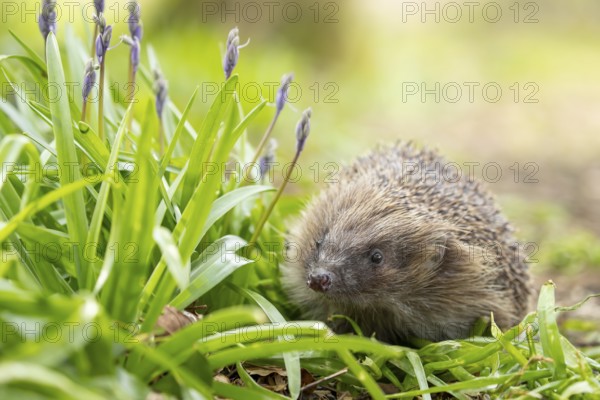 European hedgehog (Erinaceus europaeus) adult animal in a garden next to Bluebell flowers in spring, England, United Kingdom