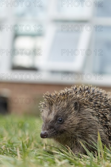 European hedgehog (Erinaceus europaeus) adult animal on a garden grass lawn with an urban house in the background in summer, England, United Kingdom