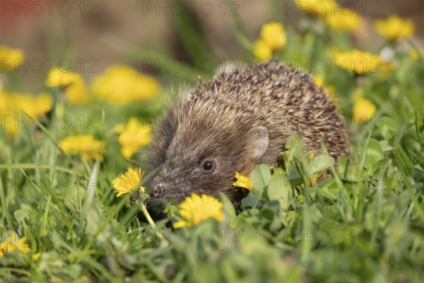 European hedgehog (Erinaceus europaeus) adult animal on a garden grass lawn with flowering dandelion flowers in spring, England, United Kingdom